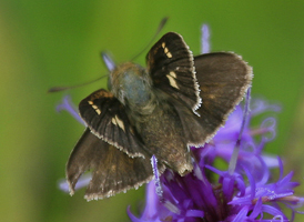Crossline Skipper